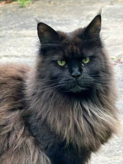 A black Maine Coon cat with bright green eyes is pictured outdoors, facing the camera. The cat has long, shaggy fur that is dark brown to black in color, with some lighter brown and gray highlights, particularly around its chest and shoulders. Its ears are pointed and tufted with fur. The cat appears to be outdoors on a paved surface, possibly a driveway or sidewalk, with some green vegetation and hints of out-of-focus foliage in the background. The lighting suggests it is daytime. The scene is a close-up shot, focusing primarily on the cat's face and upper body. There is no indication of the specific location within Kenningtons, United Kingdom.