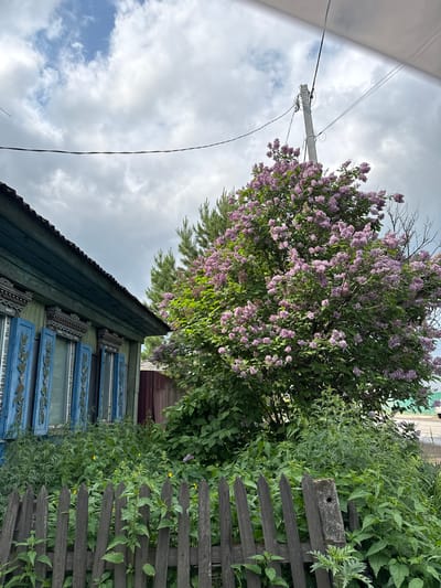 The image depicts a rural scene in the city of Zykova, Russia. In the foreground, a weathered wooden fence made of pointed pickets separates the viewer from a patch of overgrown green vegetation, including nettles and other wild plants, some of which bear small yellow flowers. A single concrete post with a hole through it stands among the plants.
To the left, a portion of a traditional wooden house is visible. It has green wooden walls, a dark, corrugated roof, and windows adorned with intricately carved blue shutters. The shutters are partially open, revealing what appears to be white curtains or blinds behind them. Decorative wooden carvings are also present above the windows and along the eaves.
Dominating the center and right of the image is a large, lush lilac bush in full bloom, its branches laden with clusters of pale purple flowers. Behind the lilac, a tall pine tree stands, its needles a contrasting deep green. A concrete utility pole with attached wires and insulators is visible in the upper right quadrant of the image, reaching into a sky filled with a mix of white and grey clouds. In the background, beyond the lilac and house, a dark wooden fence and hints of other structures suggest a residential area. The overall impression is one of a rustic, overgrown garden setting on a cloudy day.