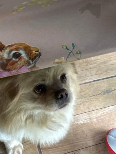 A close-up, slightly tilted view of a tan, fluffy dog with dark eyes and nose lying on a wooden floor. A wall with a painting of a rabbit is to the left of the dog. The top of a red and white object is in the upper right corner. The environment appears to be indoors, likely a home. Glojene, Bulgaria, and any specific activities are not discernible.