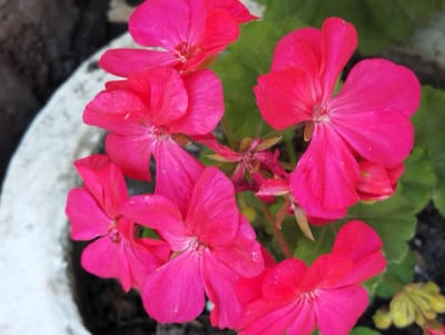 A close-up, overhead shot features a cluster of vibrant pink geranium flowers blooming in a textured white pot. The flowers are the central focus, with their delicate petals unfurling. The pot's rough, uneven surface is visible on the left side of the frame, contrasting with the smooth petals. Dark soil fills the bottom of the pot, partially visible behind the flowers. The background is a blur of dark gray and muted green, suggesting an outdoor setting. The image is taken in Iskra, Kyrgyzstan.
