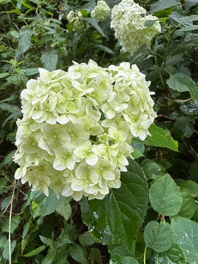 In Užukenė, Lithuania, a close-up, high-angle shot captures a cluster of light green hydrangeas, their delicate petals dotted with water droplets. The flowers, arranged in a dense, spherical bloom, are the primary subject, with a second, slightly out-of-focus hydrangea head visible in the background. The surrounding environment is a lush, green foliage of leaves and stems, suggesting a garden setting. The lighting is soft and diffused, indicating an overcast day or shaded area. No people are present, and no specific actions are depicted beyond the natural state of the plants. The scene is static and naturalistic, focusing on the beauty and texture of the flowers and vegetation.