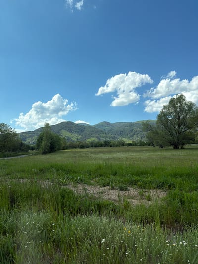 The image shows a rural landscape in Chelopech, Bulgaria. The view is dominated by a field of green grass and wildflowers, bordered by a dirt path. In the background, a range of green mountains rises against a clear blue sky dotted with white cumulus clouds. A tree is visible in the field, near the dirt path, casting a shadow. The scene depicts a serene, natural environment.