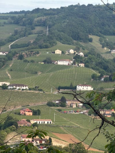 The image captures Santo Stefano Belbo, Italy, featuring terraced vineyards covering sloping hills. Buildings, mostly residential, are scattered throughout the landscape, interspersed among the vineyards. A dense forest lines one side of the valley. In the foreground, tree branches obstruct some of the view. The scene is captured in daylight.