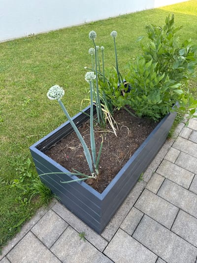 In Oberleichtersbach, Germany, a raised garden bed filled with soil and plants is situated on a paved patio adjacent to a lawn. The garden bed is dark gray and rectangular. Inside, several tall, green plants with round, white flower heads are visible. To the right of these plants is a larger, leafy green plant. The patio is made of light gray rectangular pavers laid in a herringbone pattern. The lawn to the left of the patio is green and well-maintained, with a white wall in the background. The scene appears to be outdoors on a sunny day, with shadows cast on the patio and lawn. No people are present in the image.