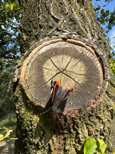 A close-up, eye-level shot captures a red admiral butterfly perched on the cut surface of a tree trunk. The tree is large with rough, textured bark covered in patches of moss. The cut surface is circular, revealing the tree's growth rings, which are roughly arranged in a star-like pattern. Sunlight dapples the scene, casting shadows. In the background, out of focus, are green foliage and a glimpse of a blue sky. The location is a park in Turnhout, Belgium.