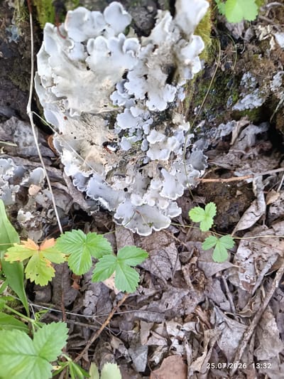 A close-up, eye-level shot captures a portion of a tree trunk covered in pale grey, leafy lichen. The lichen forms intricate, ruffled patterns across the bark, interspersed with patches of green moss. The ground beneath is covered in a thick layer of dry, brown leaves and twigs. Several small, bright green plants with three-lobed leaves sprout from the leaf litter. The image is a detailed study of the textures and organic forms found in a natural woodland environment. The scene is devoid of human presence or activity, focusing entirely on the natural elements. The timestamp "25.07.2026 13:32" is visible in the bottom right corner of the image. The location is identified as Brishtamak, Russia.