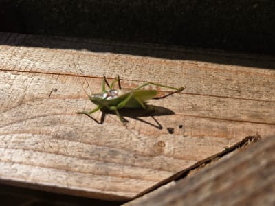 A green grasshopper is perched on weathered, light-brown wooden planks. The grasshopper, positioned slightly left of center, is viewed from a high angle, with its body and long hind legs clearly visible. Sunlight casts a sharp shadow of the insect onto the wood below, suggesting a bright, outdoor environment. The wood shows grain patterns and some rough texture. In the upper portion of the image, a dark, out-of-focus area suggests a shadow or an overhang. The scene is devoid of any human presence or recognizable city landmarks.
