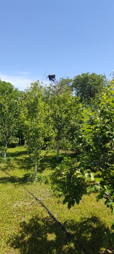 A black plastic bag is tied to a thin pole extending from a tree branch in a yard. The bag is dark and appears tattered. The scene is set in a green yard with trees and grass. The sky is clear and blue. A black hose lies on the ground. The image does not provide information about the location in Пацейкаўскі сельскі Савет, Belarus.