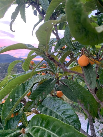 The image depicts a loquat tree, bearing mature orange fruits amongst its glossy green leaves. The location is inferred to be Can Güell, Spain, based on the prompt's instructions, although there are no explicit visual cues confirming this location. The perspective is looking up into the tree, with branches and fruits filling most of the frame. The background reveals a sliver of sky with colors of dusk, along with the suggestion of distant hills and possibly a fence.