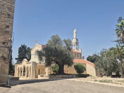 The image depicts a bright, sunny day in Abu Gosh, Israel, featuring the Church of the Covenant, also known as the Sisters of Zion Convent. The architecture is characterized by light-colored stone and red-tiled roofs. In the foreground, a paved area leads towards the church, which has a colonnaded entrance with multiple arches. A prominent, ancient olive tree stands in front of the church, its gnarled trunk and spread of branches dominating the mid-ground. Behind the church, a bell tower rises, topped by a statue of a religious figure. The background consists of a clear blue sky, interspersed with various trees, including palm trees and evergreens, suggesting a Mediterranean climate. To the left of the church, a tall stone wall with visible wiring and security cameras is present. The scene is devoid of any visible people, focusing solely on the static architecture and natural elements of the location.