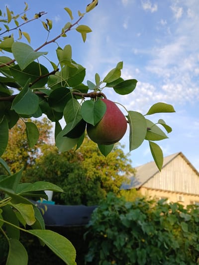 A single, red and green pear hangs from a leafy branch of a tree, against a backdrop of a blue sky with scattered white clouds. The pear is plump and ripe, with a slight blush of red on its skin. The leaves of the tree are a vibrant green, with some showing signs of yellowing. In the background, a building with a gray, corrugated roof is visible, along with lush green foliage and trees. The scene appears to be set in a rural or suburban area. The image is taken from a low angle, looking up at the pear and the sky. The lighting suggests it is late afternoon or early evening, as the sun is casting a warm glow on the scene. There are no people or animals visible in the image. The location is likely a garden or orchard in a town or village in Kazakhstan, potentially the city of Koktal, given the information provided.