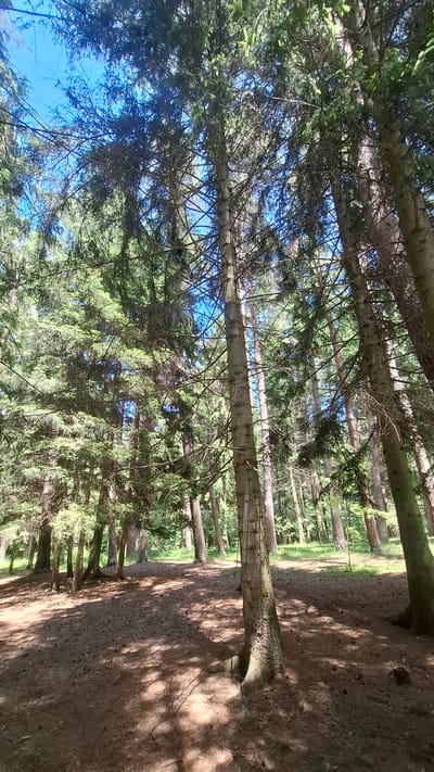This is a landscape photograph of a forest in Gyulagarak, Armenia. The image is oriented vertically, with tall coniferous trees dominating the frame. Sunlight filters through the dense canopy, casting dappled shadows on a sandy forest floor. In the background, the trees recede into the distance, suggesting a well-established woodland. The sky, visible in patches between the branches, is a clear blue, indicating fair weather. The overall impression is one of a peaceful and serene natural environment, possibly a hiking trail given the cleared path visible on the right side of the image. The time of day appears to be daytime, with the bright sunlight suggesting it's likely midday or early afternoon. There are no people or visible man-made objects other than what appears to be a path. The image conveys a sense of natural beauty and tranquility.