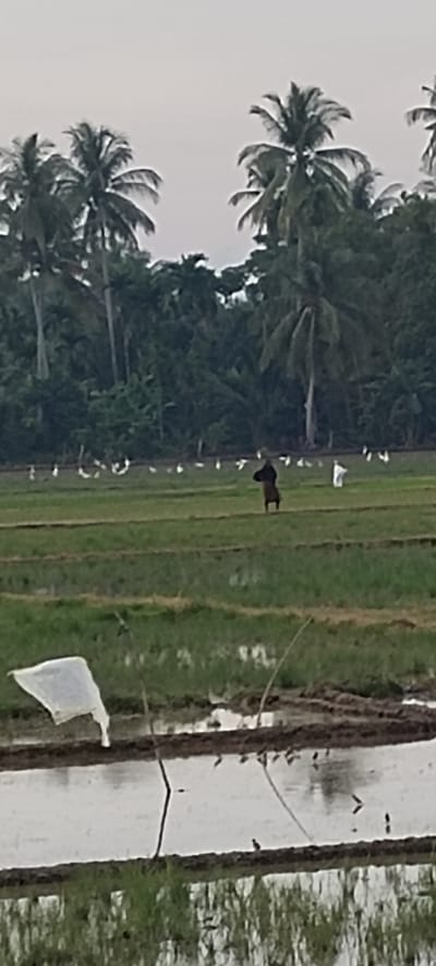 The image depicts a rice paddy field in Blangmajron, Indonesia. In the distance, a person wearing dark clothing and a head covering stands in the field. Numerous white birds, likely egrets, are scattered throughout the paddy, some appearing to forage. Coconut palm trees and dense green foliage form a backdrop to the scene. In the foreground, a flooded section of the paddy reflects the overcast sky. A crumpled piece of white plastic sheeting is visible in the lower left corner of the frame. The overall impression is of a rural agricultural landscape under a cloudy sky.