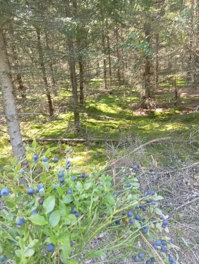 This image depicts a close-up view of a blueberry bush laden with ripe blueberries, situated in a forest setting. The bush occupies the lower portion of the frame, with its dark blue berries and green leaves clearly visible. Behind the bush, the forest floor is covered in green moss and illuminated by dappled sunlight filtering through the trees. The trees themselves, predominantly coniferous with some deciduous elements, are densely packed and rise into the background. The overall impression is one of a natural, untouched woodland environment. The presence of the blueberry bush suggests a natural habitat where these berries grow wild. This scene is consistent with rural areas of Kołodno, Poland, which is known for its extensive forestation and natural landscapes.