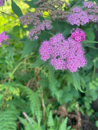 A close-up, low-angle shot showcases a cluster of vibrant pink flowers in bloom, set against a backdrop of lush green foliage. The flowers, which appear to be a type of spirea, are small and densely packed, forming rounded inflorescences. Delicate white stamens extend from the center of each flower, giving them a feathery appearance. The leaves of the plant are a deep green and ovate in shape, with serrated edges. In the background, unfocused ferns and other greenery create a soft, natural environment. The lighting suggests it is daytime, with sunlight filtering through the leaves and creating a soft glow. The image was taken in Buknari, Georgia.