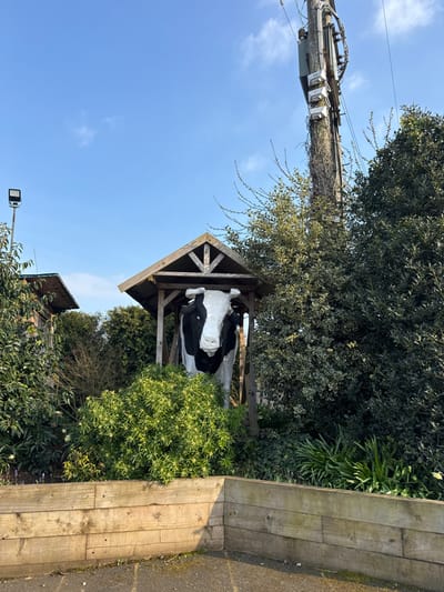 The image depicts a life-sized, black and white cow statue, identified as "Rosie the Cow," positioned within a rustic, open-sided wooden shelter with a pitched roof. This installation is located at Attwell's Farm Shop, Kidderminster, in the district of Wyre Forest, United Kingdom. The statue, featuring distinct black markings on its face and body, faces directly forward. It is surrounded by dense vegetation, including various green shrubs and bushes, some with lighter green or variegated foliage. In the foreground, a multi-tiered wooden retaining wall, constructed from horizontal timber planks, separates the planted area from a paved or graveled surface. To the left, a rectangular LED floodlight is mounted on a tall, thin pole, with a section of another wooden building visible in the background. To the right, a weathered wooden utility pole, partially covered by climbing vegetation and fitted with electrical components, rises against a clear, bright blue sky featuring scattered white clouds. No individuals or specific human activities are present in the scene.