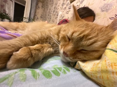 An orange tabby cat sleeps on a bed next to a person's head, which is partially visible with dark hair and a red plaid shirt. The cat is lying on its side, with its eyes closed, and its paws tucked underneath its body. The bed is covered with floral patterned bedding, and a window with curtains and plants is visible in the background. The scene is indoors, likely a bedroom, in a residential setting. The image does not provide any specific information about the city of Terensay, Russia.