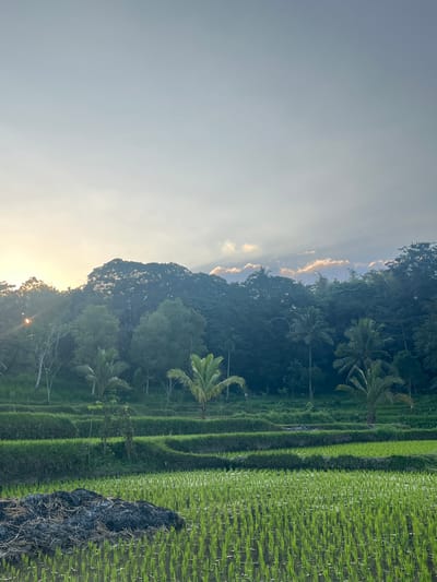 A vertical, medium shot captures a lush, terraced rice paddy field in Tetebatu, Indonesia, bathed in the soft, golden light of sunrise. The sky above transitions from a pale blue at the top to a warmer yellow-orange hue near the horizon, where the sun's rays pierce through the clouds and illuminate the dense green foliage of a distant tree-covered hill. The foreground is dominated by a vibrant green rice field, with rows of young rice shoots emerging from the water. To the left of the foreground, a dark pile of burnt organic material, possibly straw or agricultural debris, sits in the paddy. The middle ground features several tiers of terraced rice fields, separated by grassy borders. Palm trees are scattered throughout the scene, their fronds adding a tropical element. The background is a dense, dark green forest that stretches across the hill, providing a dramatic contrast to the brighter, more verdant foreground. The overall impression is one of natural beauty and agricultural tranquility at the start of a new day.