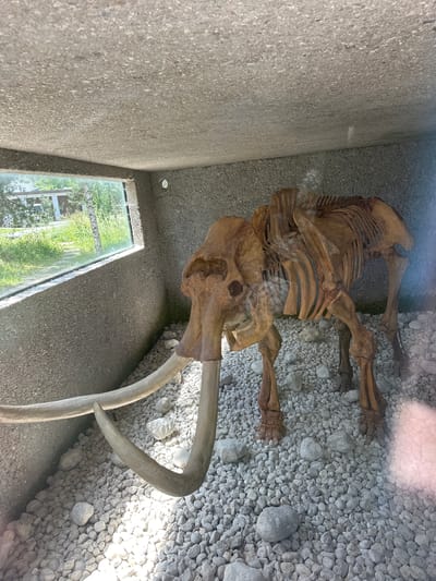 The image displays the complete skeleton of a woolly mammoth, posed in a museum-like enclosure in Le Brassus, Switzerland. The enclosure has rough, concrete walls and ceiling, with a large glass window on the left side offering a view of the exterior environment, which appears to be a grassy area with trees. The mammoth skeleton is brown and fossilized, with prominent tusks curving outwards and a visible rib cage, spine, and leg bones. The ground within the enclosure is covered in small, light-colored stones. No people are visible in the image.
