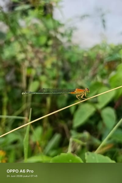 A close-up, eye-level shot captures a damselfly perched on a thin, diagonal yellow stem. The damselfly is positioned in the center of the frame, facing right. Its body is primarily orange and green, with delicate, transparent wings stretched out. The background is a blur of green foliage and some lighter, out-of-focus areas, suggesting an outdoor, natural setting. The bottom of the image contains text that reads "OPPO A6 Pro" and "24 Juni 2026 pukul 07.43", indicating the device and date/time the photo was taken. The location is specified as Rheum Barat, Indonesia.