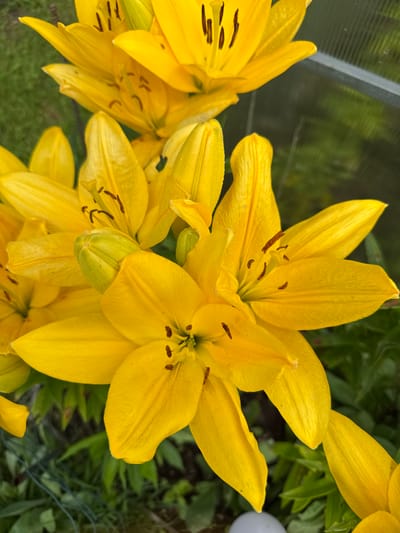 A cluster of vibrant yellow lilies is the focal point of this image, set against a backdrop of lush green foliage. The lilies are in various stages of bloom, with some fully open, showcasing their delicate petals and prominent stamens, while others are still in bud form, their green sepals tightly closed. The sun appears to be shining, casting a bright light on the flowers and enhancing their rich yellow hue. A hint of a greenhouse structure is visible in the upper right corner, with a translucent pane reflecting the surrounding greenery. The lilies are likely in a garden setting, given the presence of grass and other plants. The image was captured in Žemieji Rusokai, Lithuania. No people are visible in the frame.