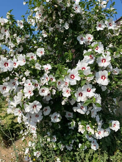 The image shows a bush covered in white hibiscus flowers with deep red centers. The flowers are abundant and bloom densely on the bush. The bush is situated outdoors, with a clear blue sky visible in the background. There are also green leaves on the bush, and some of the flowers are in various stages of bloom, with some appearing younger and smaller, and others fully open. The foreground shows some dry leaves and sparse vegetation, suggesting an outdoor setting possibly in a garden or park area. The scene is brightly lit, indicating a sunny day. No people or specific city landmarks of Ventsy, Russia are identifiable in this image.