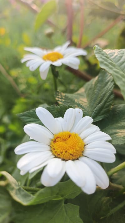 In this close-up, vertical shot, two white daisies with bright yellow centers are the primary subjects. The foreground daisy is sharply in focus, showcasing its delicate white petals and textured yellow disc florets. It is surrounded by lush green leaves, one of which is prominently positioned in the lower right corner, its textured surface and veins clearly visible. A second, slightly out-of-focus daisy is visible in the background, adding depth to the scene. The lighting suggests it is either early morning or late afternoon, with a soft, warm glow illuminating the flowers and foliage. The background is a blur of green and hints of other colors, indicating a natural, outdoor setting, possibly a garden or a field. The specific location in the city of Pavino, Russia, cannot be determined from the visual information provided in the image itself. There are no people or animals present in the frame, and no discernible actions or interactions are taking place. The overall impression is one of natural beauty and tranquility.