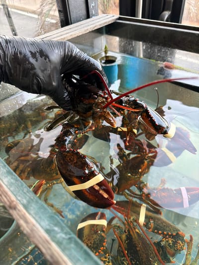 A gloved hand holds a lobster in front of a tank of lobsters, likely in Saint Julian's, Malta. The hand is encased in a shiny, black glove and is partially submerged in the water of the tank. The lobster being held has its claws secured with a white band. Several other lobsters are visible in the tank, also with white bands around their claws. The tank appears to be made of clear plastic or glass, allowing a clear view of the lobsters inside. The water in the tank is somewhat murky, but the lobsters are still clearly visible. The environment around the tank is partially visible, suggesting an indoor setting, possibly a restaurant or market.
