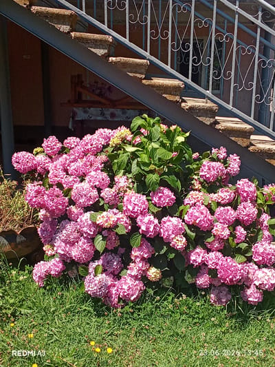 A vibrant pink hydrangea bush blooms in front of a rustic staircase. The stairs, made of stone and metal, ascend towards a building with pink walls and decorative metal railings. The greenery of the hydrangea is lush, with some blossoms showing hints of yellow and green, suggesting the flowers are in various stages of bloom. Sunlight dapples the scene, indicating it is daytime, likely a warm and pleasant day given the flourishing flora. In the foreground, a well-manicured lawn with small yellow wildflowers adds to the idyllic setting. The image evokes a sense of tranquility and natural beauty. The bottom left corner of the image displays the text "REDMI A3", and the bottom right corner shows the date and time "23 06 2020 13:45".
