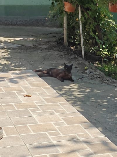 In Pănășești, Moldova, a dark-colored cat is lying on a concrete pathway adjacent to a tiled patio. The cat is positioned facing left, with its body stretched out and its head turned towards the viewer. Behind the cat, the ground is a rough, cracked concrete surface, partially shaded by dappled sunlight filtering through overhead foliage. To the right of the cat, there is a small yellow object, possibly a ball, and some scattered rocks. The background features a green wall, some plants in terracotta pots, and dense green vegetation. The tiled patio in the foreground displays a pattern of rectangular tiles in light brown and beige tones, with a small, thin, dry leaf lying on it. The scene appears to be outdoors in a residential or garden area.
