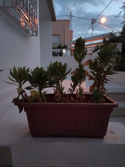 This is a photograph of a potted plant taken outdoors, likely in Ariana, Tunisia, at dusk. The plant, housed in a dark red rectangular planter, features several green stalks with pointed leaves. Some of the lower leaves appear dried and brown, indicating potential signs of wilting or the end of a growth cycle. The planter sits on a white concrete surface, which appears to be part of an outdoor staircase or patio.
In the background, a modern building with light-colored walls and horizontal orange lighting is visible. Above the building, the sky is overcast with dark clouds, and a streetlamp casts a warm glow. Overhead power lines and utility poles are also present, suggesting an urban or suburban setting. The overall lighting suggests either early morning or late evening, with the faint light reflecting on a metal railing of a window on the left side of the image. There is no text visible in the image. The scene evokes a sense of quietude typical of twilight hours.