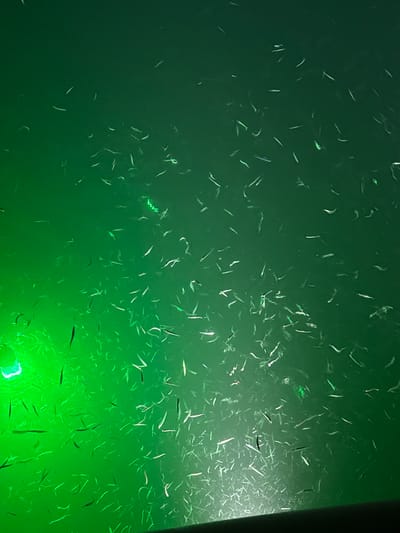 The image depicts a dark green underwater environment, possibly in a marine or freshwater setting. Numerous small, elongated organisms, potentially small fish or plankton, are visible throughout the frame. A bright green light source is situated in the lower right quadrant, illuminating the surrounding area and creating a distinct glow. A vertical, dark-colored object is positioned along the right edge of the frame. The location is specified as Unknown, Mexico.