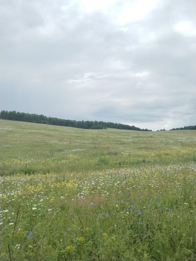 The image depicts a vast, rolling meadow dotted with a variety of wildflowers, predominantly white daisies and yellow flowers, with some blue wildflowers interspersed. The foreground is filled with tall, green grass and wild flora. In the middle ground, the meadow continues to undulate, leading towards a line of dense, dark green trees that form a horizon across the landscape. The background consists of a cloudy sky, with varying shades of grey and white, suggesting an overcast day.
The scene appears to be a natural landscape, likely in a rural or undeveloped area. The abundance of wildflowers and the presence of a forest suggest a temperate climate and potentially a summer or late spring season. The time of day is not explicitly discernible, but the diffused light from the cloudy sky indicates it is daytime, perhaps late morning or afternoon. There are no people or specific objects visible, focusing the attention entirely on the natural scenery. The overall mood conveyed by the image is one of tranquility and the serene beauty of nature.
The location is identified as Chebarkul', Russia. There is no visible text in the image.