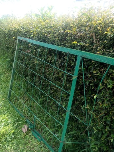 A weathered, rectangular green metal gate panel, constructed from a grid of thinner bars within a thicker outer frame, rests diagonally on a patch of green grass. The metal shows signs of wear and minor rust. Behind the gate and extending into the background is a dense, well-maintained green hedge composed of numerous leafy plants. The scene is illuminated by bright overhead sunlight, casting subtle shadows and highlighting the foliage. The image depicts an outdoor environment in Đăk Pxi, Vietnam. No individuals or active interactions are visible.