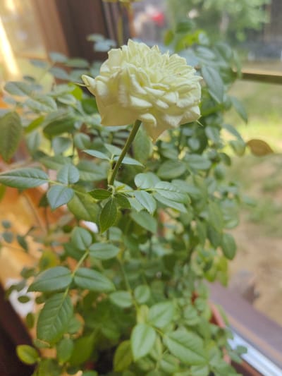 The image shows a close-up view of a pale yellow rose in bloom, set against a backdrop of lush green foliage. The rose is the primary subject, with its delicate petals tightly furled, hinting at a soft and velvety texture. The stem supporting the bloom is thin and green, with small, sharp thorns visible. The surrounding leaves are oval-shaped and have serrated edges, displaying a healthy, vibrant green color. The depth of field is shallow, blurring the background and drawing the viewer's attention to the rose and its immediate surroundings.

The scene appears to be indoors, near a window, as evidenced by the diffused light filtering in from the left and the blurred view of an outdoor environment through the glass. The light suggests it might be daytime, possibly late morning or afternoon, with a soft, natural glow illuminating the rose. The outdoor view hints at greenery and possibly a wooden structure, indicating a natural or semi-rural setting. The overall mood is one of tranquility and natural beauty. There is no visible text in the image. The context of Ust-Kuda, Russia, suggests a potentially cooler climate, and the image's focus on a single, delicate bloom might evoke a sense of its growth during warmer months or a carefully cultivated indoor specimen.