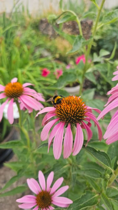 A close-up, vertical, eye-level outdoor shot shows a bumblebee with black and yellow stripes on the center of a bright pink Echinacea flower. The bumblebee is positioned with its head down, appearing to collect nectar. The flower's petals are long and pointed, fanning out from a spiky, orange and brown center. In the background, other Echinacea flowers and green foliage are visible, with some out-of-focus pink blossoms adding color to the scene. The overall environment is a garden setting, suggesting a natural, outdoor location. The image does not contain any people, vehicles, or man-made structures that would indicate a specific location within the city of Панфилово, Kazakhstan, or any other urban area.
