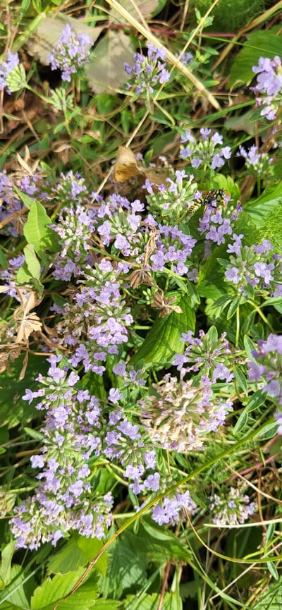 A close-up, top-down view captures a cluster of small, delicate lavender flowers, possibly wild thyme, interspersed with green foliage and dry, brown leaves. A wasp with yellow and black stripes is actively engaged with the flowers, positioned on the upper right side of the frame, its body partially obscuring the blossoms. The background consists of more greenery and dry plant material, suggesting an outdoor, natural environment. The location is the village of Syrymbet, Kazakhstan.