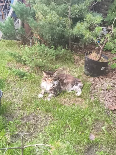 A domestic cat with brown and grey tabby markings and a white chest is lying on lush green grass in a garden. The cat's eyes are closed, suggesting it is resting or sleeping. Its tail is curled around its body, and its front paws are tucked beneath it. The setting appears to be a backyard or park, with various types of greenery including coniferous trees and bushes. A black plastic pot with dry grass is visible to the right of the cat, and a portion of a wooden structure can be seen in the background to the left. The lighting suggests it is daytime, and the overall atmosphere is peaceful and relaxed. No text is visible in the image.