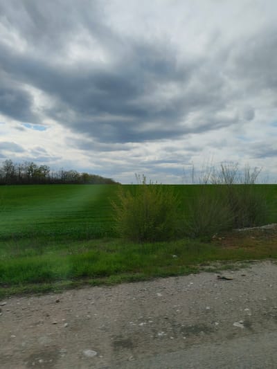 The image depicts a rural scene under an overcast sky in Sofiivka, Ukraine. A large, green field extends into the distance, bordered by trees along the horizon. In the foreground, two bushes grow alongside a gravel road. No people or animals are visible. The environment suggests a location just outside of a populated area.