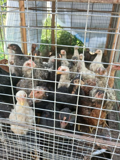 A group of young chickens, varying in color from black to brown and speckled, are contained within a metal cage. The cage is constructed with a wooden frame and wire mesh. Some of the chickens are standing, while others appear to be huddled together. In the background, green foliage and a section of what appears to be a greenhouse or covered structure are visible. The lighting suggests it is daytime. The scene is located in Gulistan, Uzbekistan.