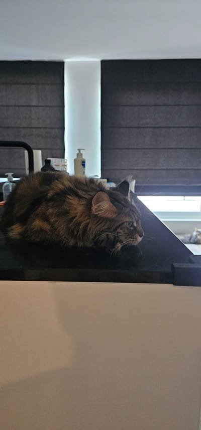 A fluffy, long-haired tabby cat is lying on a black surface. The cat is facing to the right, with its eyes looking forward. The cat has dark brown and black fur with lighter brown stripes. Its ears are pointed upwards, and its whiskers are visible. In the background, there are dark grey blinds covering a window. To the left of the cat, there are some bottles and containers on a shelf. The overall scene appears to be indoors, possibly in a home or office setting. The location is not specified in the image or its provided crops.