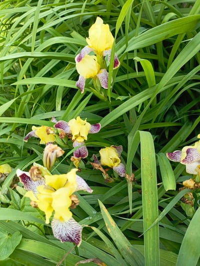 The image shows a close-up view of yellow and purple iris flowers blooming amidst lush green foliage. The flowers have delicate, elongated petals with intricate purple veining against a yellow background. The leaves are long and sword-like, creating a dense, natural backdrop. The lighting suggests it is daytime, with soft shadows indicating overcast or dappled sunlight. The scene appears to be an outdoor garden setting, possibly in Novoznamenskaya 1-Ya, Russia, given the context. There are no people visible in the image.