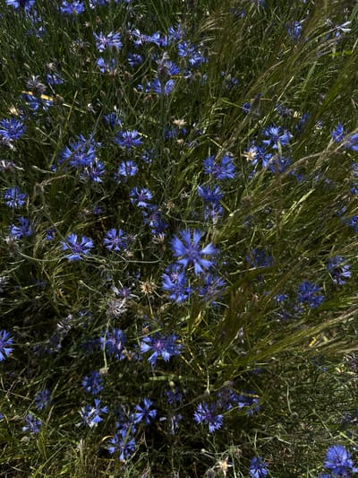 The image shows a close-up, overhead view of a dense field of blue cornflowers interspersed with tall, dry grasses. The flowers are in various stages of bloom, with some fully open and others still in bud. The overall impression is one of wild, untamed nature. The setting is likely a meadow or uncultivated field within the Буркоўскі сельскі Савет, Belarus, characterized by natural vegetation and a lack of artificial structures or human presence.
