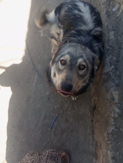 This is a vertical, medium-angle, eye-level shot of a medium-sized dog, possibly a German Shepherd mix, outdoors. The dog has gray and brown fur with a lighter colored stripe down its back and a white blaze on its face. Its eyes are a warm brown, and its tongue is peeking out, appearing pink and wet. The dog is looking directly at the camera with a curious expression.
The setting appears to be an outdoor area with a dirt or concrete ground. To the right of the dog is a rough, textured wall, possibly made of stone or concrete, with some lighter-colored debris near the top. A faint shadow of the dog is cast on the ground to the left of the frame, suggesting the sun is high, indicating daytime. A thin metal chain is visible, wrapped around the dog's neck, suggesting it may be tethered. A blue pencil with yellow tips lies on the ground in the middle distance, to the left of the dog. In the foreground, a portion of a person's leg and foot wearing a patterned skirt and sandals is visible, indicating the photographer's perspective.
The overall mood is candid and perhaps a little informal, captured in what seems like a typical outdoor environment. There is no visible text in the image.
