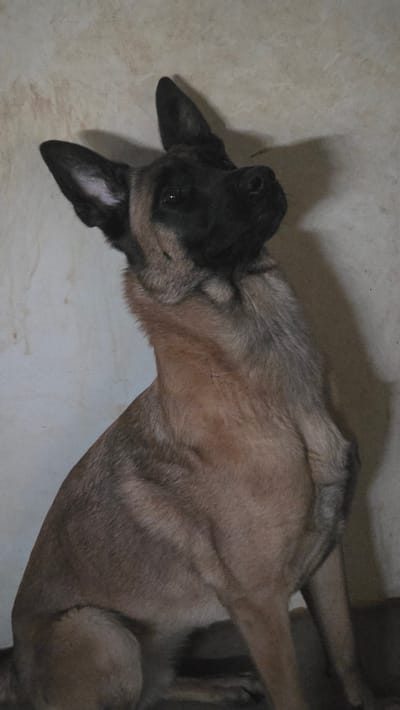 A Belgian Malinois dog, characterized by its fawn coat with sable markings and a black facial mask, is depicted in an indoor vertical composition. The animal is seated, positioned facing slightly left of the viewer, with its head tilted upwards and to the right. Its gaze is directed towards the upper right portion of the frame, and its ears are erect. The background consists of a textured, light-colored wall with visible imperfections. A shadow is cast from the dog onto the wall, indicating a frontal light source. The floor beneath the dog is dark and indistinct. The scene is located in Magny-les-Hameaux, France.
