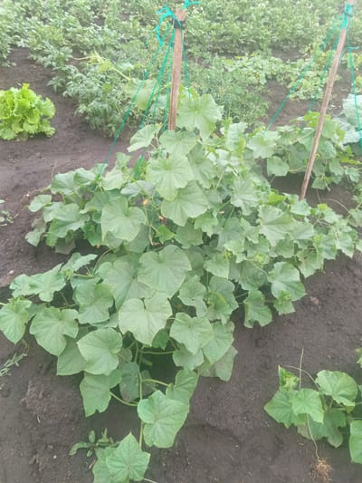 This is an outdoor, medium-shot, eye-level, natural light photograph of a garden bed in Volokonovka, Russia. The garden bed is filled with dark, moist soil. In the foreground and center of the frame is a densely growing cucumber plant, with large, lobed green leaves. Several thin green strings are tied to wooden stakes and run across the cucumber plant, supporting its growth. To the left of the cucumber plant, a head of lettuce is visible. In the background, rows of other plants, likely vegetables such as tomatoes and potatoes, are planted in the soil, stretching towards a slightly out-of-focus horizon. The overall scene depicts a cultivated garden plot with various vegetable plants thriving.