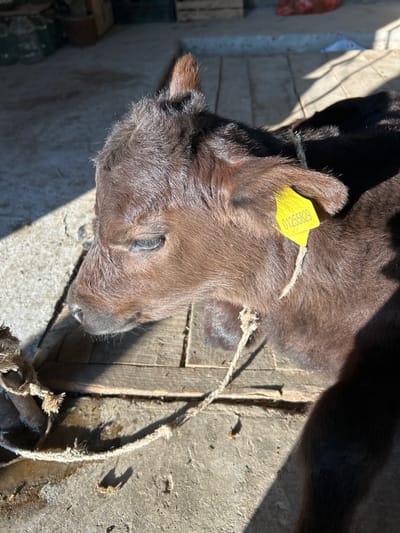 A brown calf is tethered with a rope, presumably in Манкент, Kazakhstan. The calf has a yellow ear tag with the number "01255829". The calf is lying down on a concrete surface next to a wooden structure. The area is brightly lit.