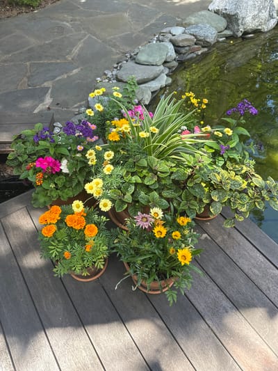 A collection of potted flowers sits on a wooden deck next to a pond with large rocks along its edge. The flowers are a mix of yellow, orange, pink, and purple. The pond water is green. The scene appears to be outdoors in a garden setting. The location is not Gribovo, Russia.