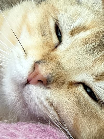 The media file is a close-up, shallow depth of field photograph of a cat's face. The cat appears to be a tabby with cream and brown markings. Its eyes are partially closed, giving it a sleepy or relaxed expression. The cat's nose is visible, along with its white whiskers. To the right of the cat's face, a textured, pink object is partially visible, possibly a blanket or a toy. The lighting suggests it is daytime. The image conveys a sense of peace and comfort. There is no visible text in the image. The location context is Dagonovo, Bulgaria.