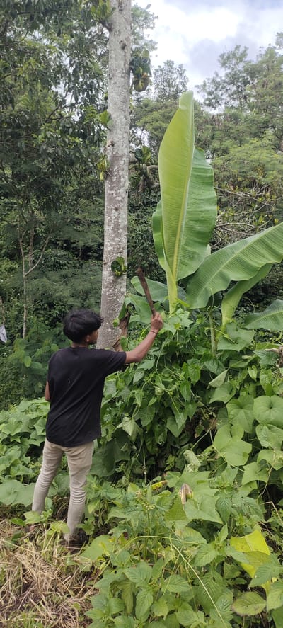 In a lush, overgrown environment suggestive of a rural area in Lukupsabun Timur, Indonesia, a young individual, appearing to be male with dark hair, is positioned to the left of a tall, mottled tree. He is dressed in a black t-shirt and light-colored pants, with his feet in muddy terrain. The individual is holding a wooden tool, possibly a machete or a stick, and appears to be engaged in clearing or interacting with the dense green vegetation surrounding him. To the right of the tree and in front of the individual is a large banana plant with prominent green leaves. The background consists of a dense array of trees and foliage, indicating a natural, untamed setting under an overcast sky. The overall scene depicts an outdoor activity involving manual labor within a tropical vegetation.